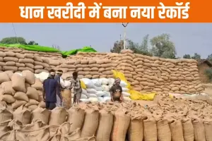 UP News: धान खरीद के साथ भुगतान की रफ्तार भी तेज... 17 प्रतिशत नमी वाला धान ही खरीद योग्य