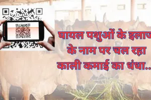 घायल पशुओं के इलाज के नाम पर चल रहा काली कमाई का धंधा... व्हाट्सएप ग्रुप से फैला देश भर में नेटवर्क, पूरा खेल क्यूआर कोड और वॉयस मैसेज का