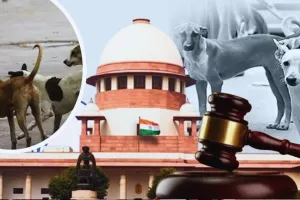 शहर में कई स्थानों पर अस्थायी शेल्टर होम बनाएगा नगर निगम, सुप्रीम कोर्ट के आदेश के बाद एक्शन में Municipal council