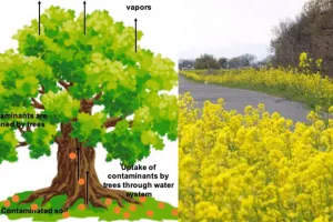 नैनो तकनीक से तैयार पौधे खत्म करेंगे प्रदूषण... लखनऊ विश्वविद्यालय और उत्तराखंड, हिमाचल, पंजाब विश्वविद्यालय का संयुक्त शोध