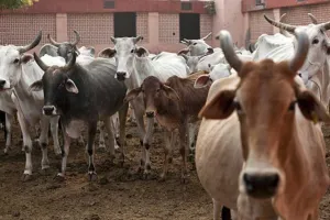 Lucknow News: सीसीटीवी से होगी गोशालाओं की निगरानी... CDO और CVO मोबाइल से लेंगे पल-पल की रिपोर्ट