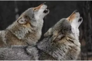 बहराइच में भेड़ियों ने पांच साल के मासूम को बनाया शिकार, 3 महीने में 9 मौत… गांवों में दहशत में रह रहे लोग