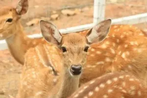 बाउंड्रीवाल के इर्द-गिर्द कोई भी गतिविधि हुई तो होगी कार्रवाई... न मानें तो वन्य जीव अधिनियम के तहत दर्ज होगा मुकदमा