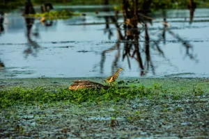 Lucknow News: पक्षियों के स्वागत को वेटलैंड संवारेगा गोमती टास्क फोर्स, LDA ने किया करार, शुरू हुआ काम