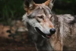 Bahraich News: भेड़िये के हमले में मासूम की मौत, परिजनों का रो-रोकर बुरा हाल