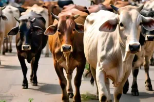 कृत्रिम गर्भाधान में खेल, फंसे चार हजार पशुमैत्री... 200 रुपये तक सीमन खरीदकर 1000 तक में करते कृत्रिम गर्भाधान