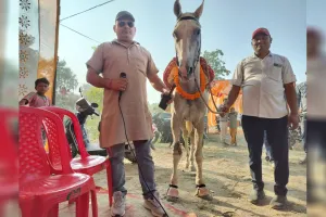 चौबारी का नखासा: राजस्थान का घोड़ा कीमत में सब पर भारी...सिंधी चाल पर 'महादेवा' ने लूटी वाहवाही
