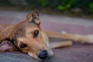 Bareilly: नार्थ सिटी में कुत्ते को डंडे से पीट-पीटकर मार डाला...पशु प्रेमी ने दर्ज कराई FIR 