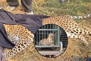 शिकारियों की करतूत ! फंदे में फंसे मिले तेंदुए को वन विभाग ने ट्रैंक्यूलाइज कर शुरू की जांच 