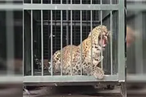 UP: 36 घंटे से पिंजड़े में कैद तेंदुआ को पीटीआर में छोड़ा गया...तीन के खिलाफ केस 