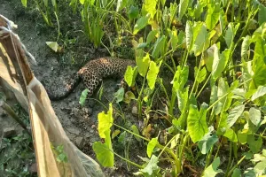 Pilibhit : पीलीभीत: तालाब के अंदर बेसुध मिला तेंदुआ...इलाज से पहले ही मौत, टीम पड़ताल में जुटी 