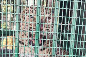 Lakhimpur kheri: बाघ के लिए लगाए गए पिंजरे में कैद हुआ तेंदुआ...कतर्नियाघाट जंगल में छोड़ा