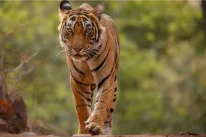 Pilibhit: पीटीआर से सटे गांव में बाघ ने किसान को बनाया निवाला...अधखाया शव मिलने से दहशत