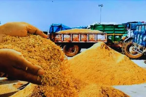   1900 रुपये प्रति क्विंटल पर ठहरा धान का बाजार :  सरकारी क्रय केंद्र बड़ा कारण, उठान न हो पाने से पिछड़ रहा भंडारण 