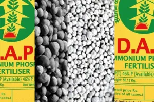 डीएपी संकट का हल!  2,500 मीट्रिक टन खाद पहुंचने वाली है राजधानी, जानिए कब शुरू होगा वितरण?
