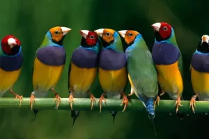  कॉर्बेट नेशनल पार्क में दिखी Hawfinch Bird...  यूरोप-एशिया और अफ्रीका की है दुर्लभ प्रजाति, पर्यटक बेहद उत्साहित