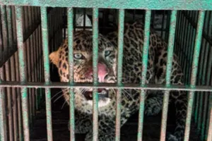  सीतापुर में पकड़ा गया तेंदुआ...वन विभाग ने पिंजरा लगाकर किया कैद, डर के साये में जी रहे थे लोग   