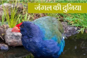  जंगल की दुनिया:  तकाहे