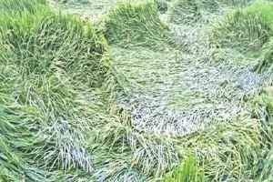 बारिश के चलते किसानों को हुआ नुकसान, धान के पुवाल पड़े काले...दानों में होने लगी सड़न