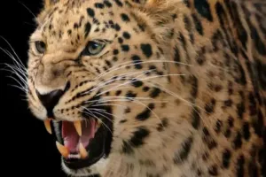 बहराइच में तेंदुए का आतंक, व्यक्ति पर किया हमला...ग्रामीणों ने लाठी डंडों से भगाया 