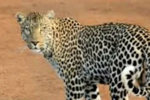   घर लौट रहे 8 साल के बच्चे पर तेंदुए का हमला:  शोर सुनकर मदद के लिए दौड़े ग्रामीण, गंभीर हालत में CHC में भर्ती 