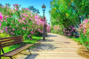   ठेके पर नगर निगम कराएगा पार्कों का रखरखाव:  ई टेंडरिंग से किया जाएगा चयन, 100 पार्कों का बनाया जाएगा पैकेज