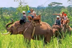  Corbett Tiger Reserve :  दिसंबर से ढिकाला-बिजरानी जोन में फिर गूंजेगा हाथी सफारी का रोमांच...मिली अनुमति, ये रहेगा रूट  