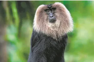    जंगल की दुनिया :  लायन-टेल्ड मैकाक