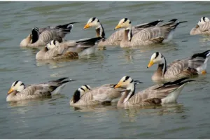 हजारों मील का लंबा सफर तय कर पहुंचे रंग-बिरंगे सर्दियों के मेहमान