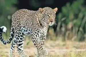 उत्तराखंड के बड़कोट में वन विभाग की लापरवाही पर फूटा लोगों का गुस्सा.... तेंदुए के घूमने से मचा हड़कंप 