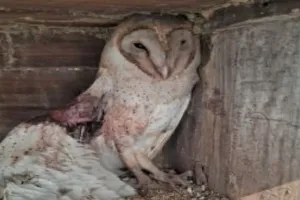 लखनऊ : तड़पता रहा उल्लू, सीवीओ ने कराया इलाज