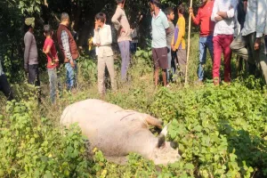   कुत्ते के काटने से पागल हुआ सांड : 12 को उठा-उठा कर पटका,दो की मौत,10 लहुलुहान