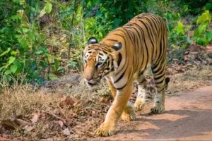 उत्तराखंड : पौड़ी गढ़वाल में आदमखोर बाघ पिंजरे में कैद, ग्रामीणों ने ली राहत की सांस