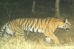 बलरामपुर : वन्यजीव के हमले में दो महिलाओं की मौत, डीएम ने कैंप लगाने के दिए निर्देश 