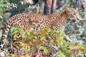 रामपुर : गन्ने के खेत में बच्चा न देखकर दहाड़ी मादा तेंदुआ