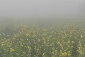 Bareilly : अधिक कोहरे से दलहनी-तिलहनी फसलों पर मंडराया खतरा