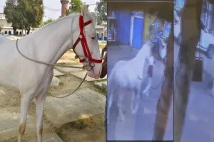 लखनऊ : खुदाबख्श कर्बला से ईरानी घोड़ा चोरी, कैमरे में दिखा चोर