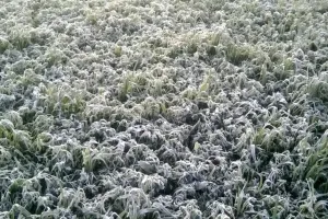 बरेली : कोहरे और पाले से मंडरा रहा फसल बर्बादी का खतरा