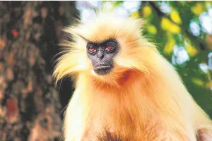 जंगल की दुनिया  गोल्डन लंगूर: असम–भूटान की सीमा का सुनहरा रत्न