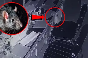 बदायूं : गायब हो रहे थे पर्चे, सीसीटीवी में पता चला ले जा रहा है चूहा