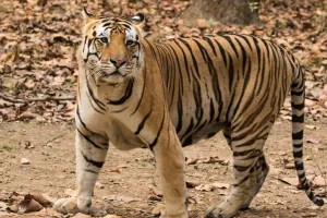 मुरादाबाद : अमानगढ़ टाइगर रिजर्व में बाघ-गुलदार के राज खोलेंगे शोधकर्ता