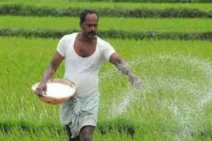 किसानों को नहीं होगी खाद की दिक्कत:  फसलों में टॉप ड्रेसिंग से बढ़ी यूरिया की मांग, गेहूं और सरसों में छिड़काव