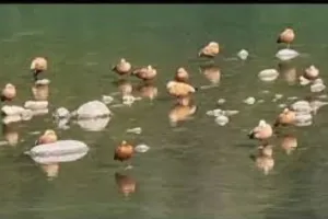 प्रवासी पक्षियों से गुलजार हुआ रामनगर, जलाशयों में सुर्खाब पक्षियों को देखने पहुंच रहे पर्यटक  