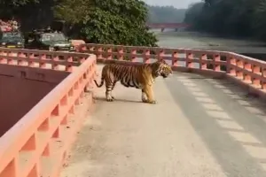 पीटीआर प्रकरण : जंगल सफारी के दौरान बाघ को घेरने में रेंजर, फॉरेस्टर और फॉरेस्ट गार्ड हटाए