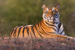 Moradabad: अमानगढ़ टाइगर रिजर्व में बाघ गणना का पहला चरण पूरा...सर्वे में लिए ये सैंपल 