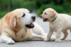 Bareilly: घर-घर पल रहे कुत्ते, मगर पंजीकरण सिर्फ 95 का, नगर निगम कराएगा सत्यापन 