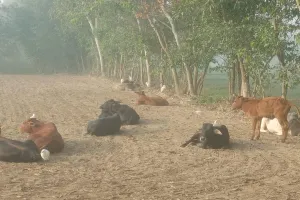 Moradabad: गोवंश बढ़ा रहे मुसीबत, नहीं ली जा रही सुध...सांड़ के हमले में हुई थी पशु चिकित्सक की मौत