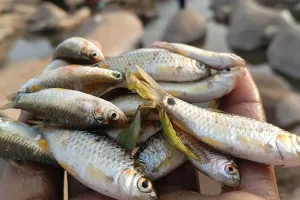 Bareilly: तो डिस्टलरी के जहरीले पानी से हुई मछलियां की मौत...अग्रिम कार्रवाई को टीम गठित