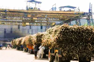 Bareilly: 89 सौ क्विंटल चीनी बेचकर किसानों काे 70.34 करोड़ भुगतान करने की तैयारी