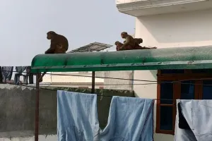 Bareilly :शहर की इस कॉलोनी पर बंदरों ने किया कब्जा, शिकायत के बाद नहीं पहुंचा नगर निगम